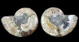 Bargain, Cut & Polished Ammonite Fossil - Agatized #69023-1